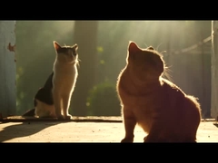 Raw Meat All-age canned food The Ultimate Staple Ingredient for All Age Groups