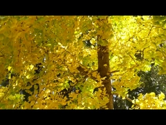 Soft Textured Raw Meat Staple Canned and Not Specified Color