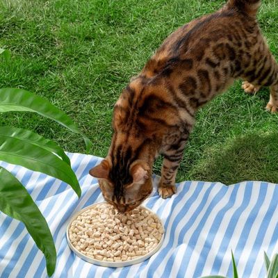 Good price Give Your Cat the Best Nutrition with High Protein Cats Raw Meat online